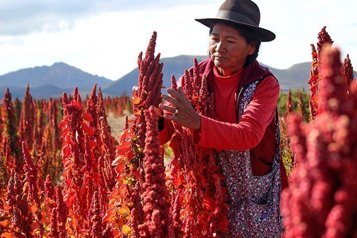 Bolivia sufre en 2021 la mayor reducción en sus exportaciones de quinua -  JORNADA